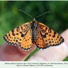 melitaea didyma female2 buruny